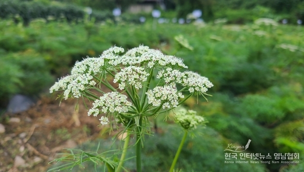 경북도, 약용작물‘고본’국내 최초 품종 개발
