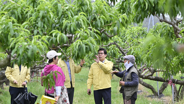 영덕군, 과수산업 육성에 31억 원 투입해 경쟁력 제고