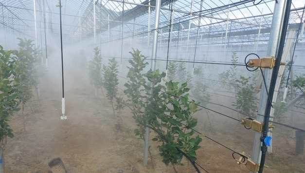 경북도, 재해대응형 하우스 사과로 미래 산업 선점